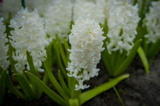 Hyacint 'Aiolos'