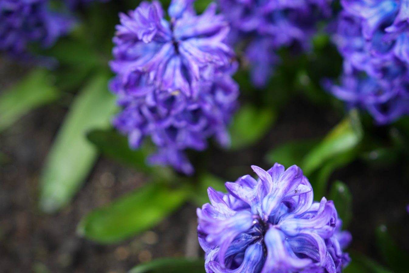 Hyacint 'Blue Jacket'