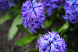 Hyacint 'Blue Jacket'