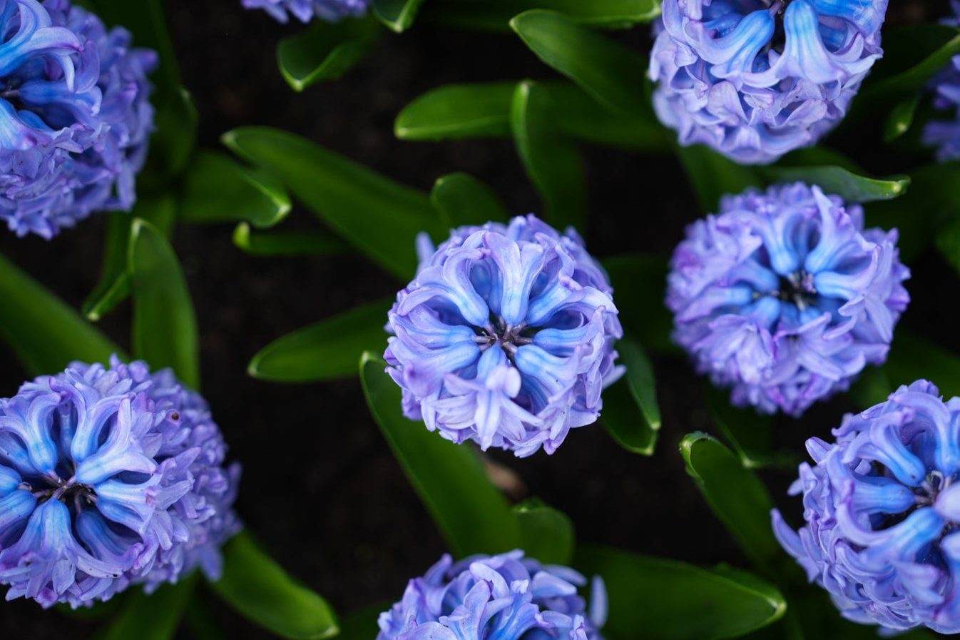 Hyacint 'Blue Jacket'
