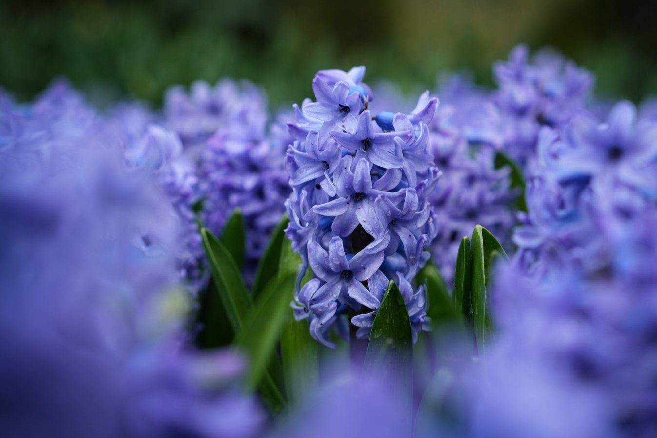 Hyacint 'Blue Jacket'