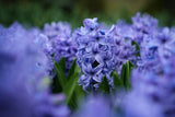 Hyacint 'Blue Jacket'