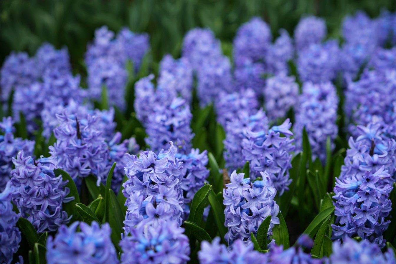 Hyacint 'Blue Jacket'
