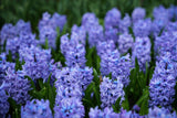 Hyacint 'Blue Jacket'