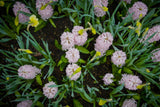 Hyacint 'Pink Elephant'