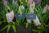 Hyacint 'Pink Elephant'