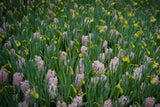 Hyacint 'Pink Elephant'