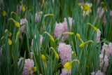 Hyacint 'Pink Elephant'