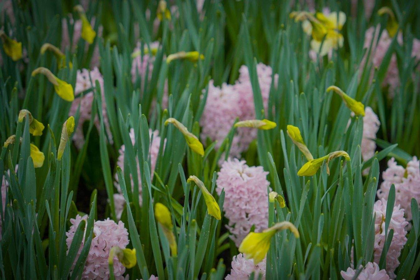 Hyacint 'Pink Elephant'