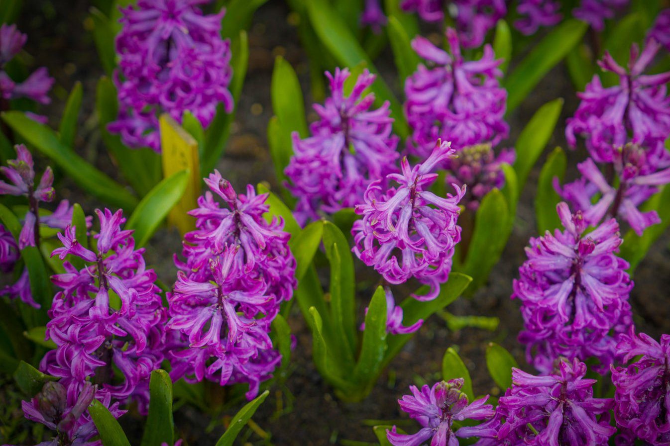 Hyacint 'Purple Sensation'