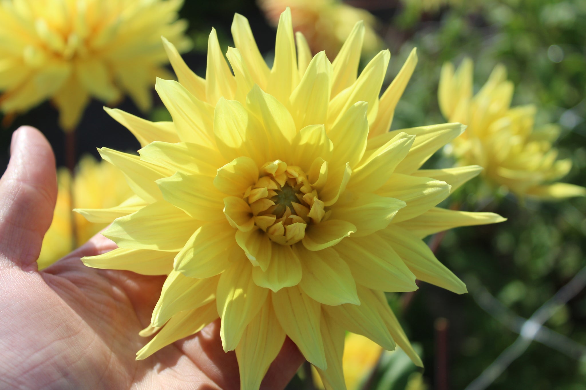Dahlia 'Encore'