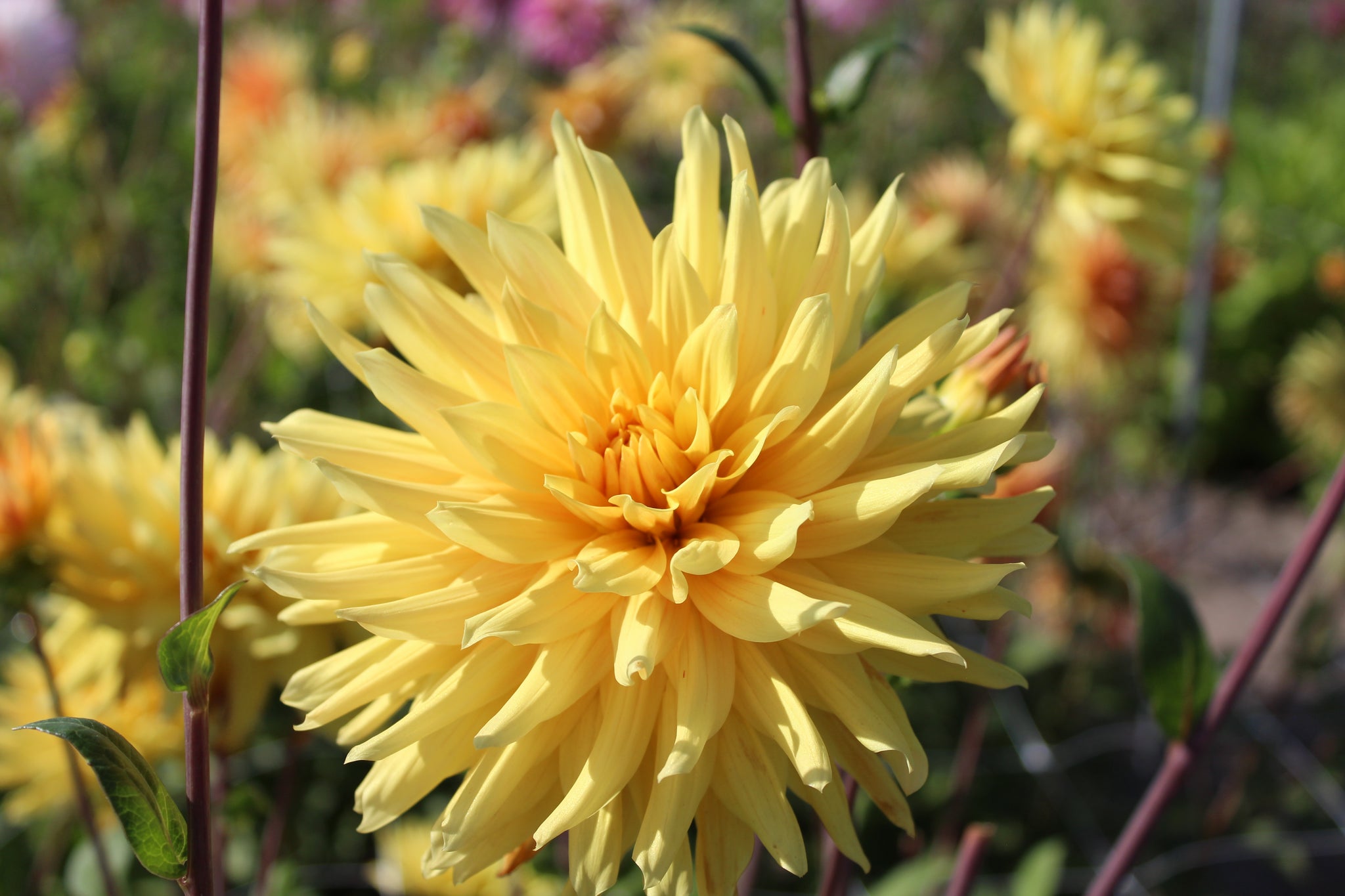 Dahlia 'Encore'