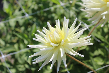 Dahlia 'Shooting star'