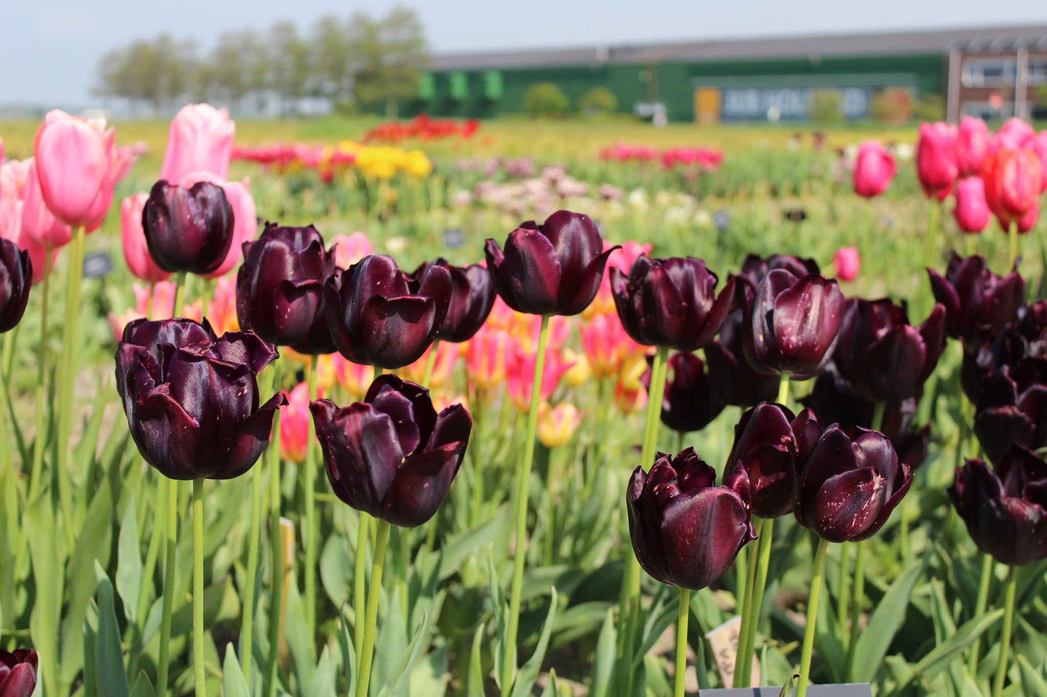 Tulipa 'Black Hero'