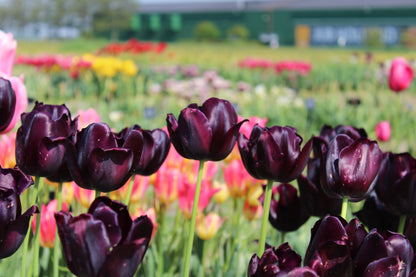 Tulipa 'Black Hero'