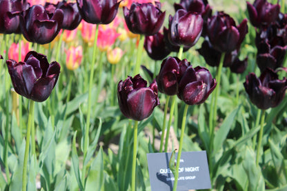 Tulipa 'Black Hero'