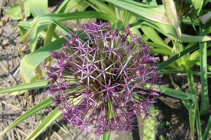 Allium Christophii