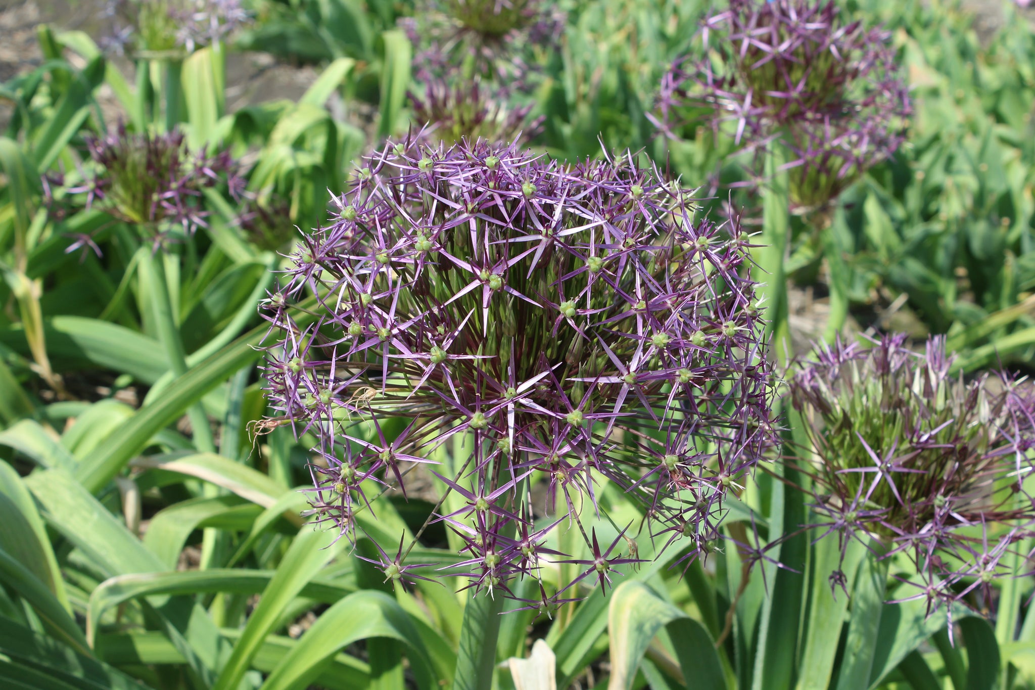 Allium Christophii