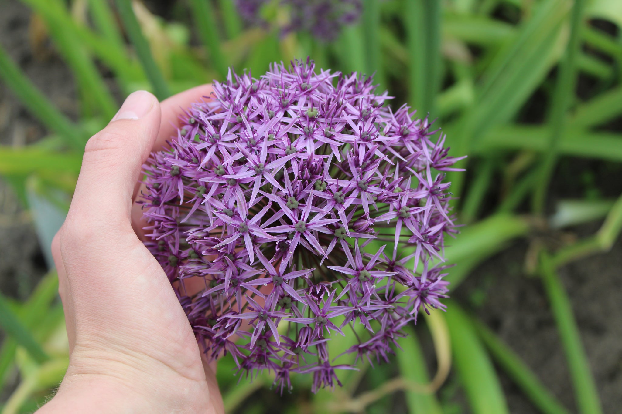 Allium 'Atlas'