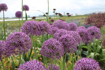 Allium 'Atlas'