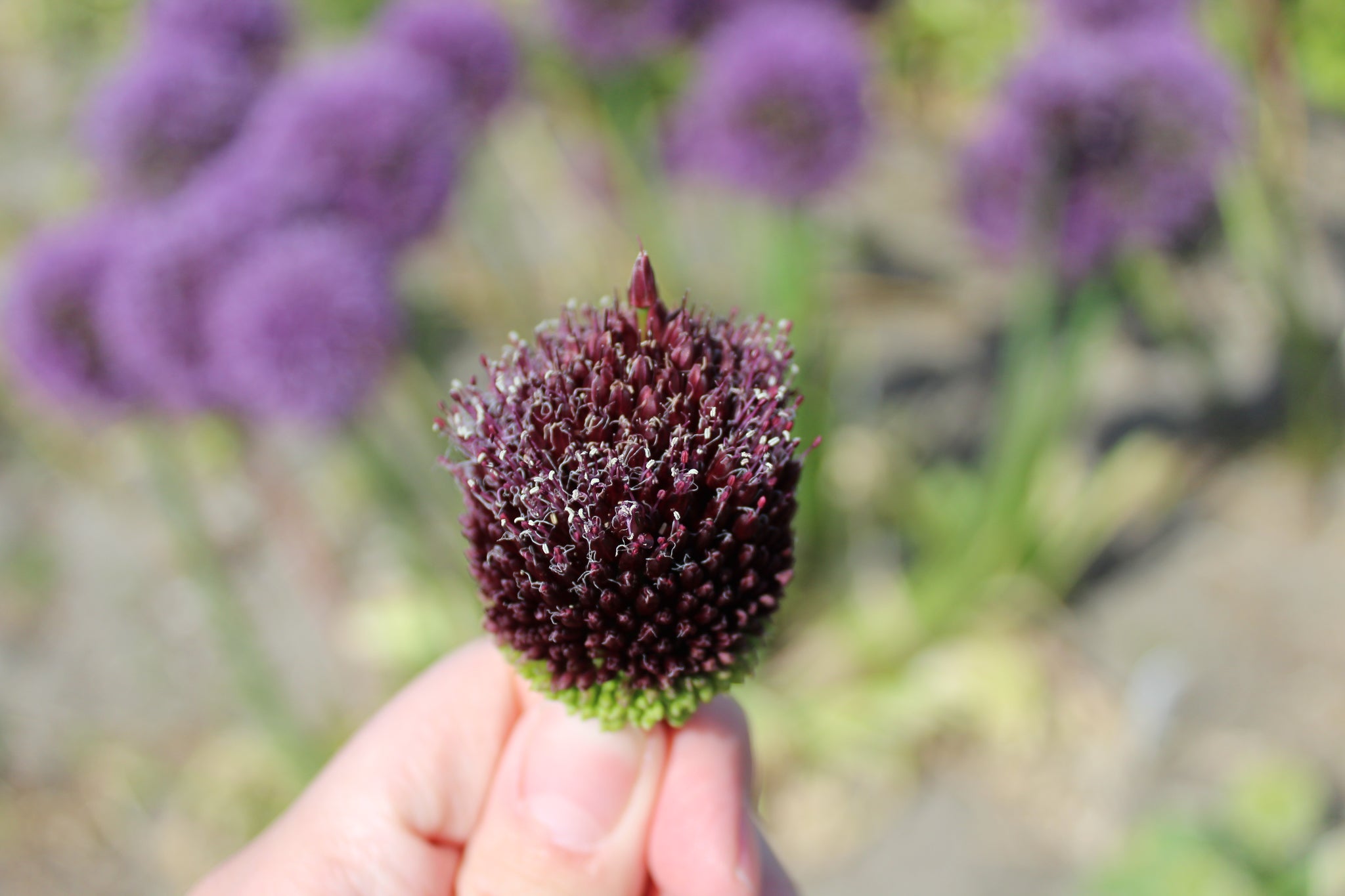 Allium 'Red Mohican'