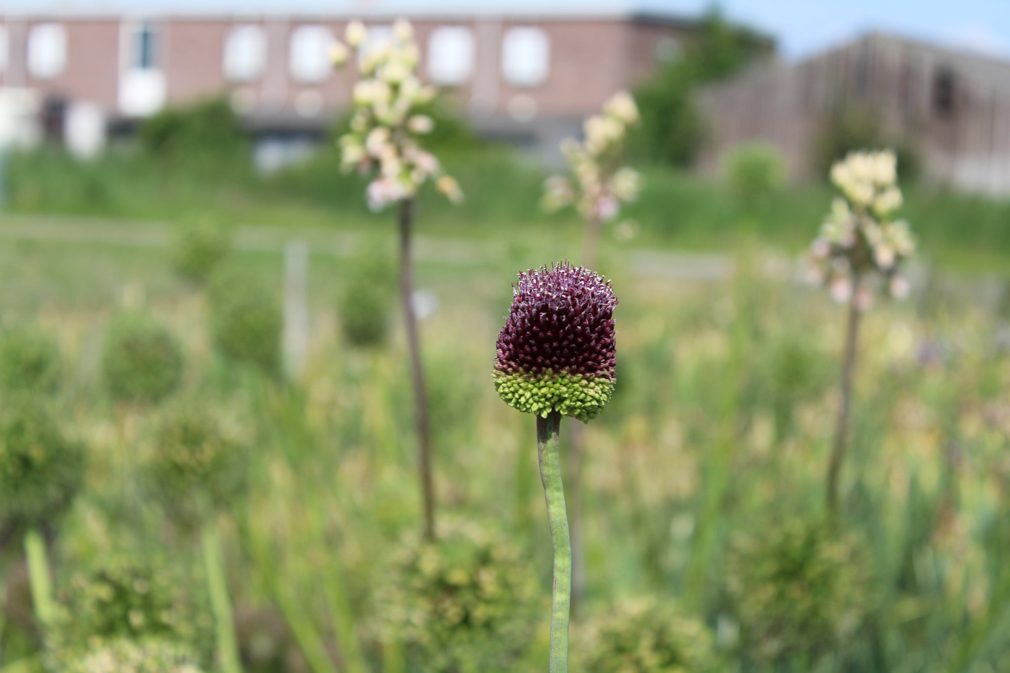 Allium 'Red Mohican'