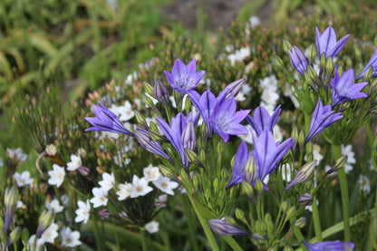 Triteleia laxa Corrina