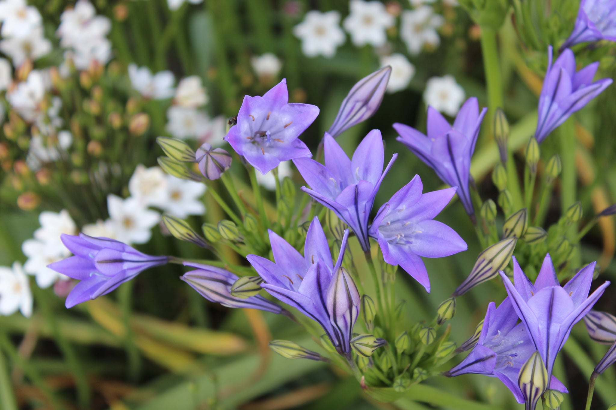 Triteleia laxa Corrina