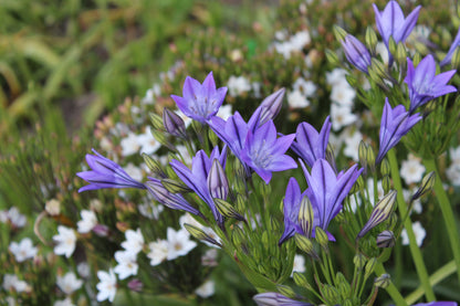Triteleia laxa Corrina
