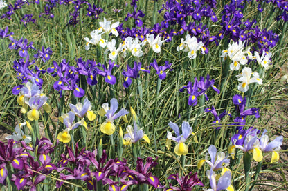 Iris hollandica kleuren mix