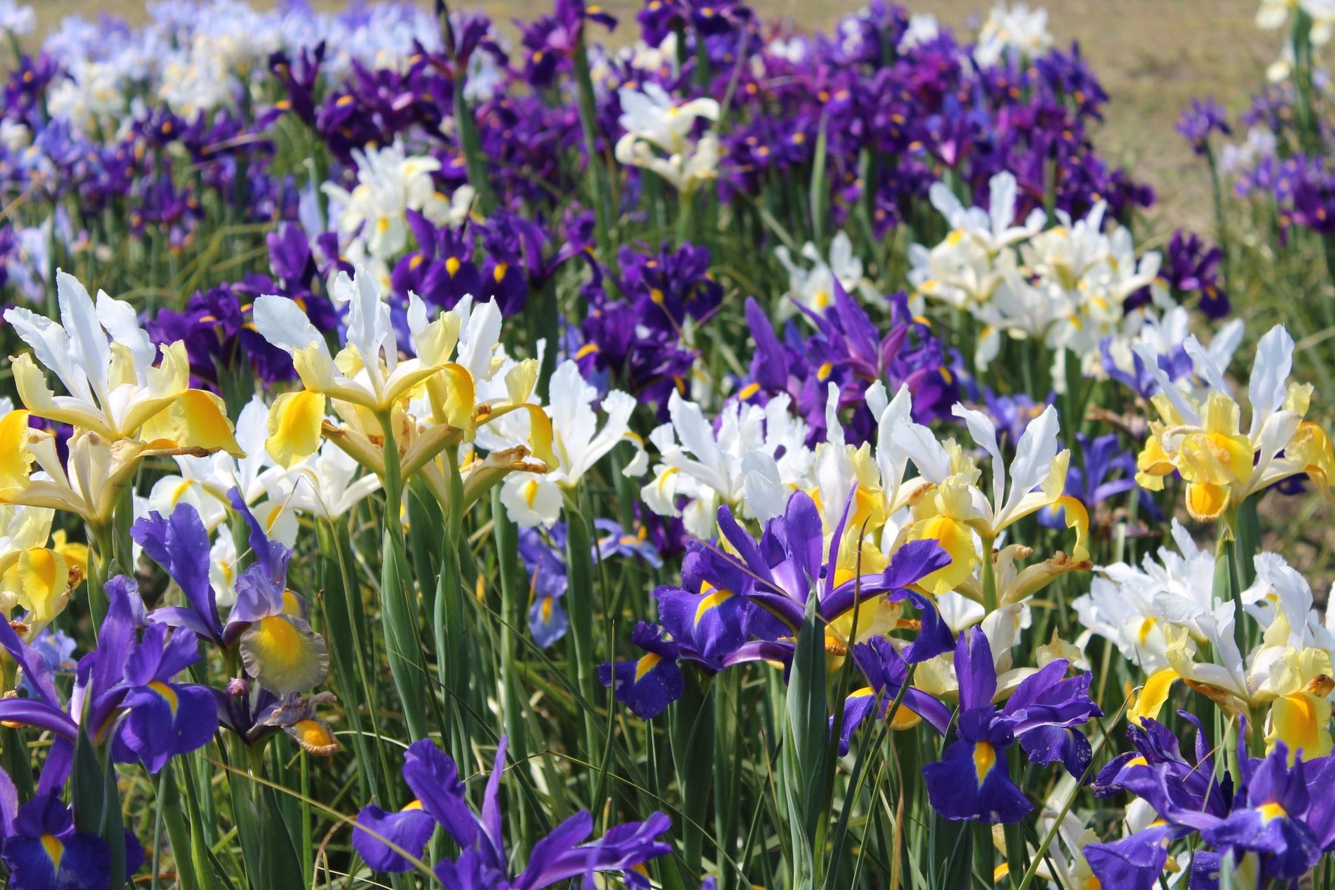 Iris hollandica kleuren mix