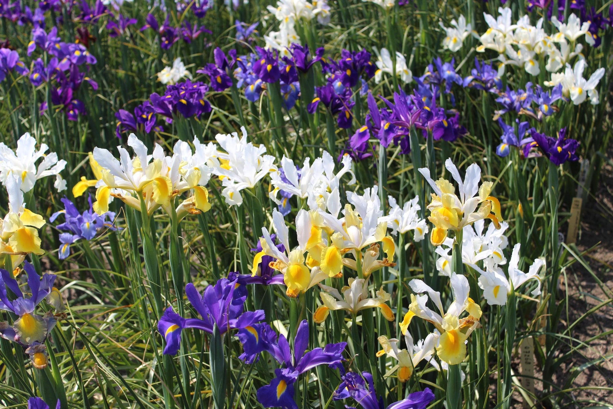 Iris hollandica kleuren mix