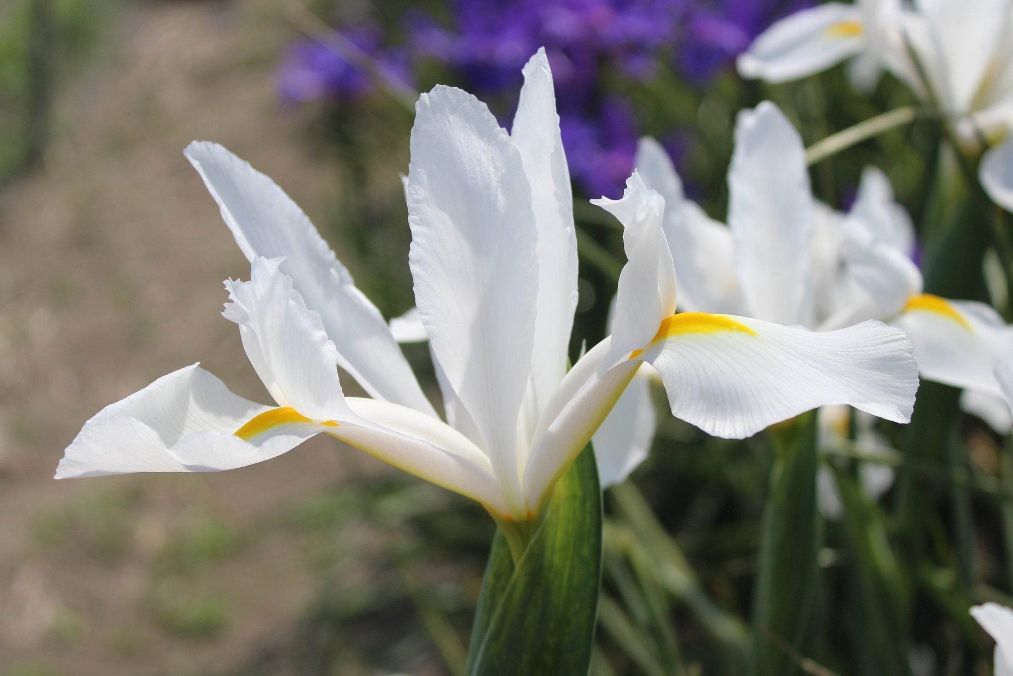 Iris hollandica 'Alaska'