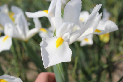 Iris hollandica 'Alaska'
