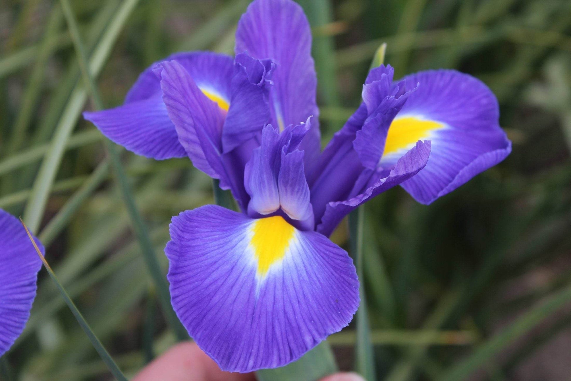 Iris hollandica 'Blue Magic'
