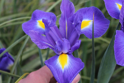Iris hollandica 'Blue Magic'