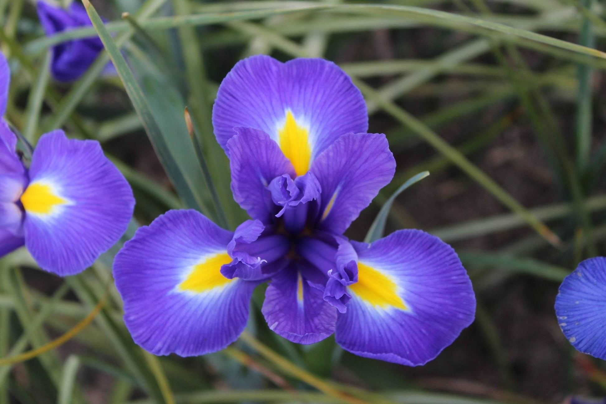 Iris hollandica 'Blue Magic'