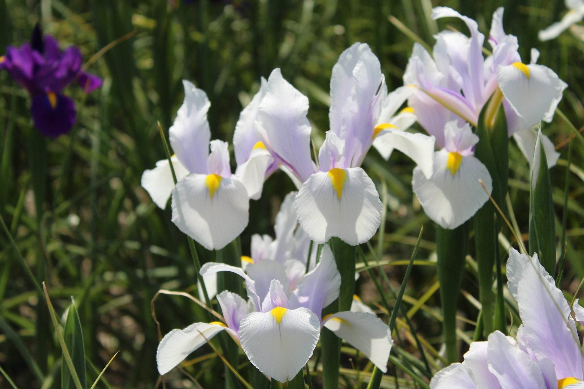 Iris hollandica 'Carmen'