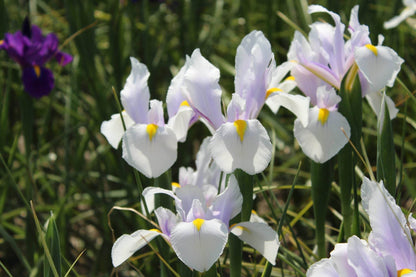 Iris hollandica 'Carmen'