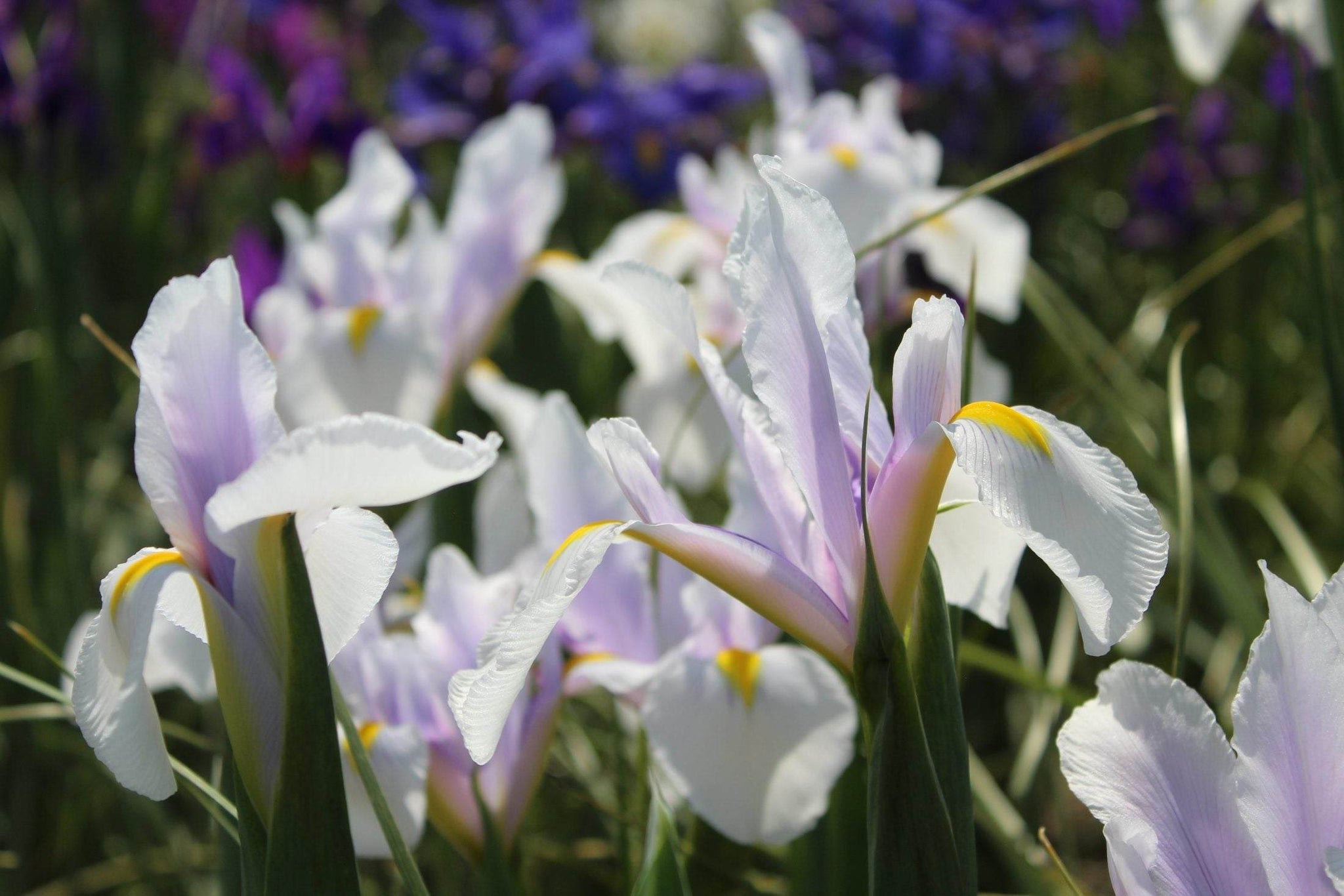 Iris hollandica 'Carmen'