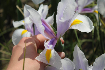 Iris hollandica 'Carmen'