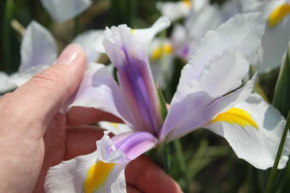 Iris hollandica 'Carmen'