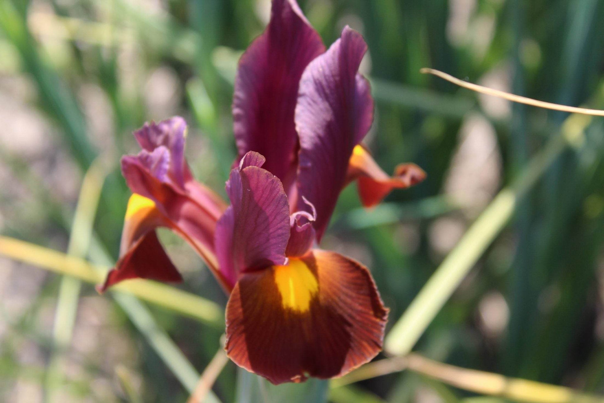 Iris hollandica 'Red Ember'
