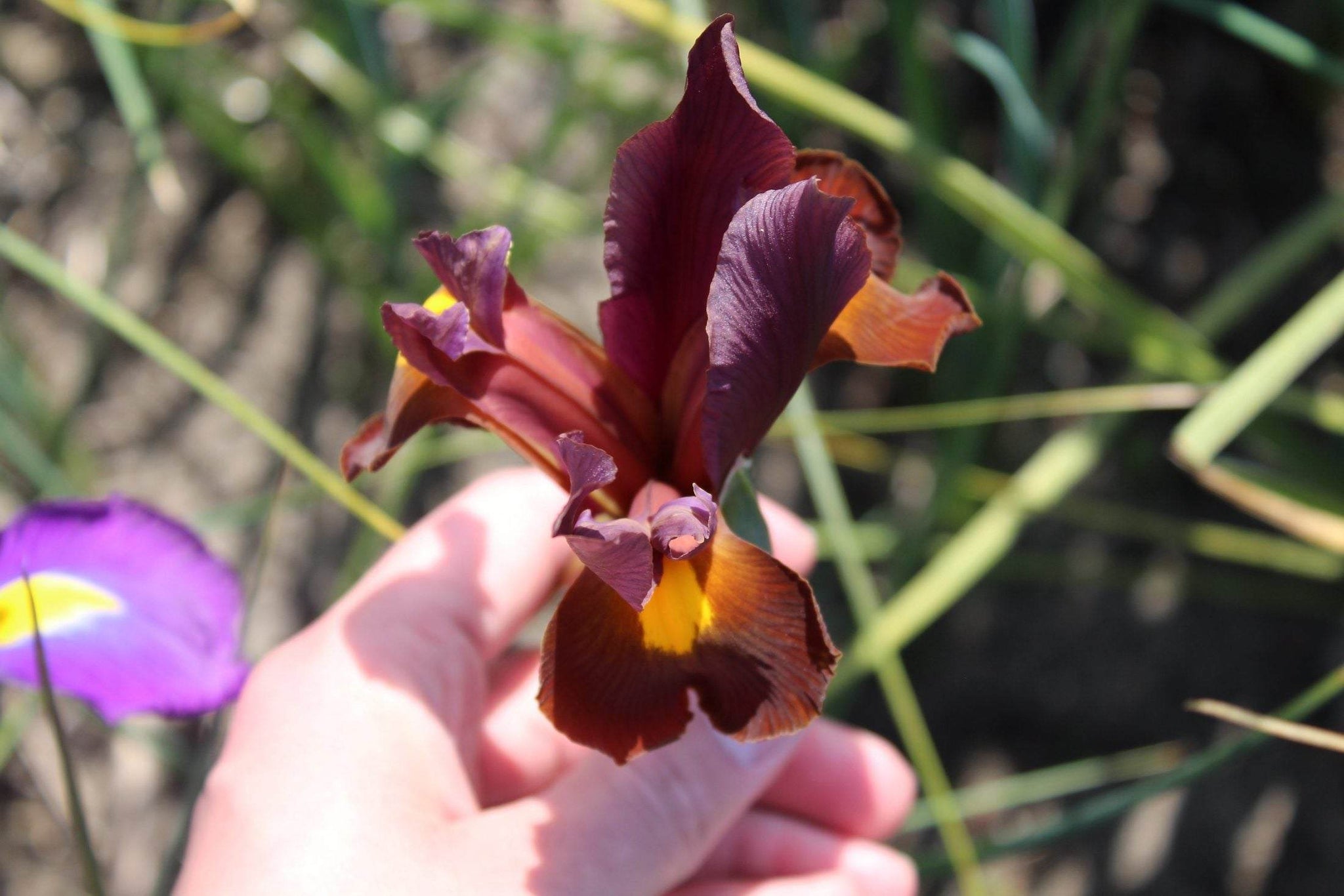 Iris hollandica 'Red Ember'