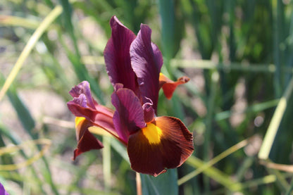 Iris hollandica 'Red Ember'