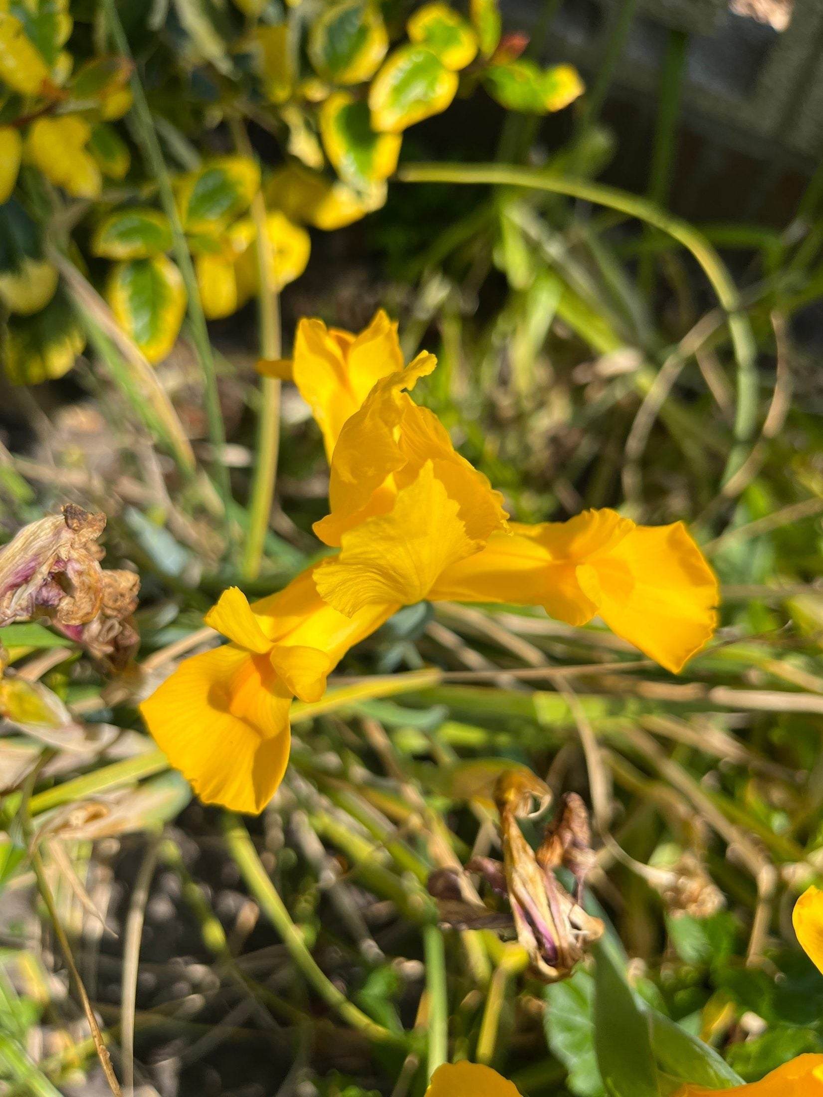 Iris hollandica 'Stronggold'