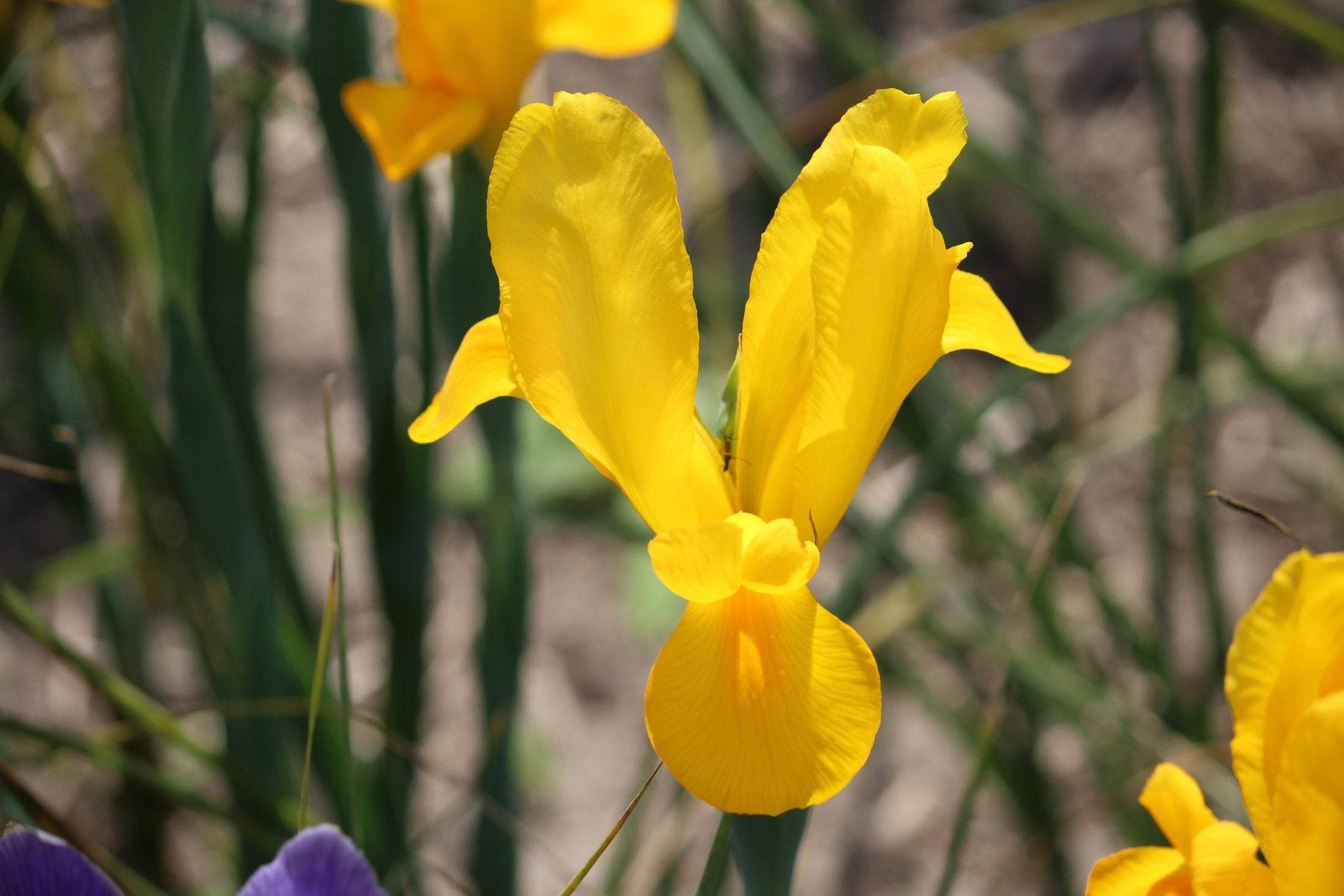 Iris hollandica 'Stronggold'