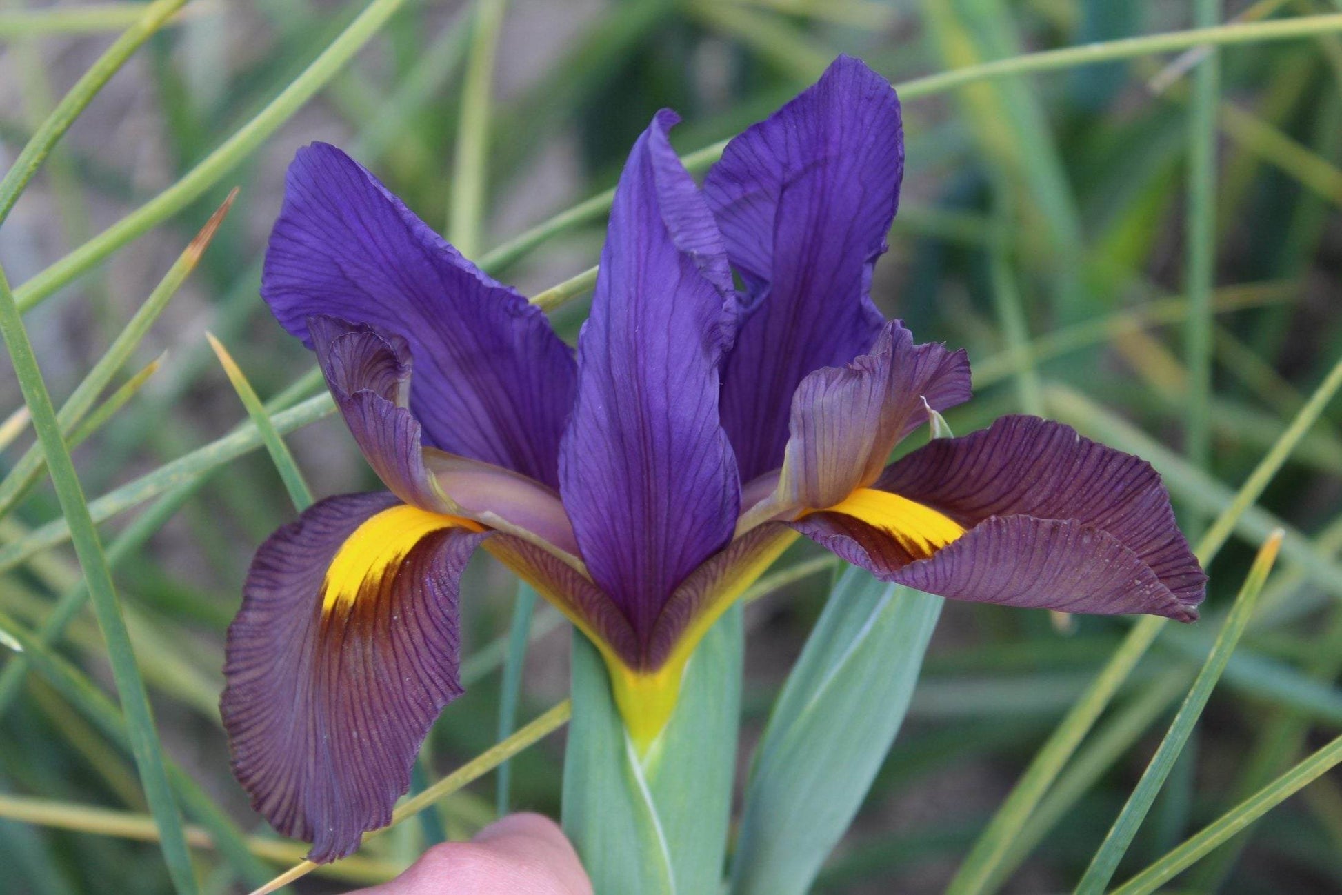 Iris hollandica 'Tigereye'