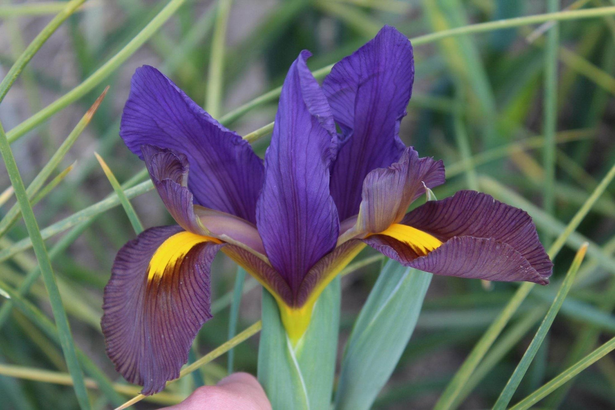 Iris hollandica 'Tigereye'