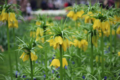 Kievitsbloem (Fritillaria) 'Yellow Beauty'